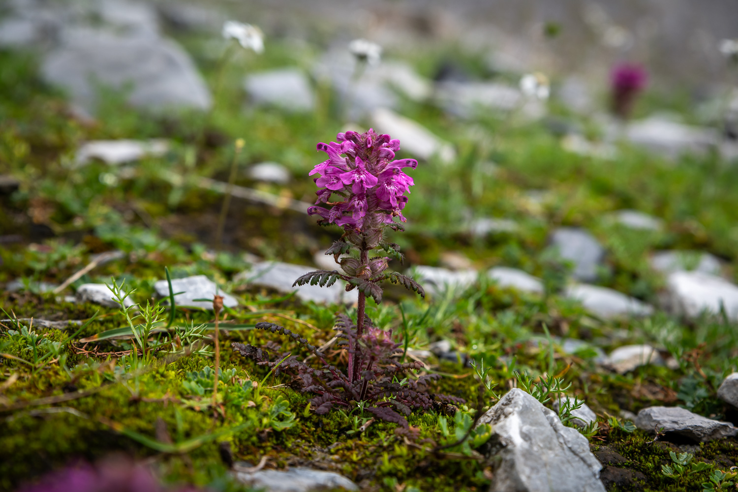 Quirlblättrige Läusekraut [Pedicularis verticillata]